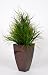 Artificial Grasses in Zinc Planter