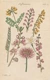 FLOWER STRUCTURE on plants, Plate 57 Illustration by John Miller Botanical Studies from 1789 Poster print. Featured plants: Small Shrubby Coronilla, Verbena, Mat Grass, Yellow Fumatory, Peach Tree, Mexerium, Jasmine, Satin (Eternal ).