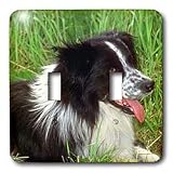 Dogs Border Collie - Border Collie - Light Switch Covers - double toggle switch