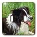 Dogs Border Collie - Border Collie - Light Switch Covers - double toggle switch