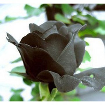 détail Bheema 20 Black Rose Fleur Rose2 Seeds