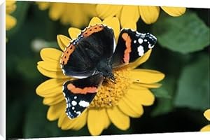 Red Admiral BUTTERFLY - feeding on flower nectar Canvas Prints