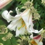 Amazon / Tropical Oasis: ROYAL LILY LILIUM REGALE easy to grow fragrant 10 seeds