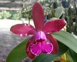 Lc Mishima Luster 'Jean' AM/AOS