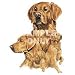 Golden Retriever Night Light