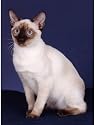 Pet Star Notecards - Siamese Cat