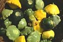 Summer Squash 3 Varieties of Pattypan Seeds 20 Seeds