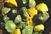 Summer Squash 3 Varieties of Pattypan Seeds 20 Seeds