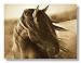 Fierce Grace By Tony Stromberg Photography Horse Animal Fine Art Canvas Print 18X24