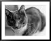 Black and White Image of a Cat Framed Art Poster Print by Debra Cohn-Orbach, 39x31