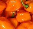 Seltene, sehr scharfe Chili-Sorte mit Aprikosenaroma - Scotch Bonnet orange - 10 Samen