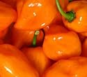 Seltene, sehr scharfe Chili-Sorte mit Aprikosenaroma - Scotch Bonnet orange - 10 Samen