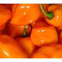 Seltene, sehr scharfe Chili-Sorte mit Aprikosenaroma - Scotch Bonnet orange - 10 Samen