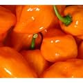 Seltene, sehr scharfe Chili-Sorte mit Aprikosenaroma - Scotch Bonnet orange - 10 Samen