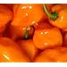 Seltene, sehr scharfe Chili-Sorte mit Aprikosenaroma - Scotch Bonnet orange - 10 Samen