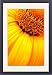 Framed Prints of Yellow Coneflower from ClownFish Photo