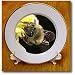 Honey Bee on Lemon Blossom - bee, blossom, flower, honey bee, honeybee, insect, lemon tree - 8 Inch Porcelain Plate