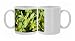 Photo Mugs of Box bush - in flower from Ardea Wildlife Pets
