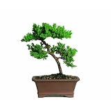 Brussel's Green Mound Juniper Bonsai