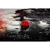 Red Rose (Rain, Puddle) Art Poster Print