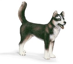 Husky Male