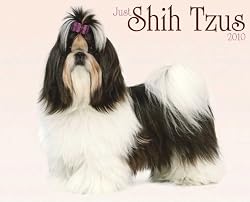 Just Shih Tzu Puppies 2010 Wall Calendar