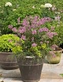 Bloomerang Purple Lilac Plant, Super One Gallon Container by Monrovia Growers