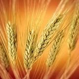 One Pound, Organic Hard Red Winter Wheat Sprouting Seeds Bulk. For Growing Wheatgrass to Juice, Sprouting Seed, Grinding to Make Flour and Bread, Growing Ornamental Wheat Grass, Cat Grass and More. Makes Excellent Food Storage. Outstanding Germination Rate