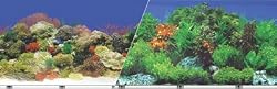 Coral Background Double Sided, 19" x 50"