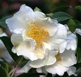 Camellia Setsugekka One Gallon by Monrovia Growers