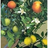 Dwarf / Patio Citrus Tree Collection Lemon Lime Orange