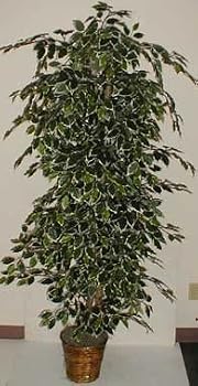 6' Hawaiian (variegated) Ficus Tree