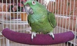 POLLY COZY CORNER PERCH SM
