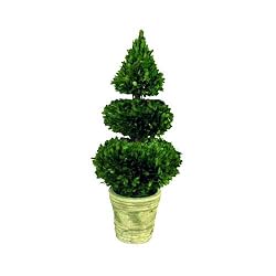 Preserved Boxwood Double Ball Sphere & Cone Topiary - 28"