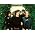 Thumbnail image of Idlewild