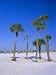 Palms and Beach, Clearwater Beach, Florida, USA Photographic Poster Print by Fraser Hall, 24x32