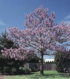 Royal Empress Tree 75 Seeds Paulownia Fast Growing Tree