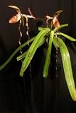 Lady Slipper Orchid Plant Paphiopedilum sanderianum 'Dark Beauty' x Paph sanderianum 'Newberry Tresses'