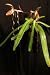 Lady Slipper Orchid Plant Paphiopedilum sanderianum 'Dark Beauty' x Paph sanderianum 'Newberry Tresses'