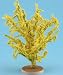 Forsythia Bush