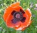 Papaver Orientale (Oriental Poppy) - 3 Plant Roots in Pack