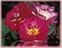 Outta the Blue (own root) (Rosa Landscape/Shrub) - Bare Root Rose