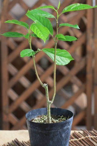 日光種苗　イランイラン　硬質5号ポット植え