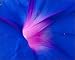 Photographic Prints of Hibiscus flower from ClownFish Photo