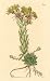 Curtis 1820 Antique Botanical Engraving of the Villous Globular Houseleek