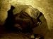 Brown Hyena, Hyaena Brunnea Photographic Poster Print by Partirdge Films Ltd., 24x18