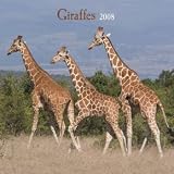Giraffes 2008 Wall Calendar
