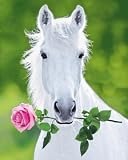 White Horse (Holding Pink Rose) Art Poster Print - 16x20