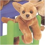 CHIHUAHUA 11