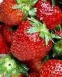 strawberry flavor extract